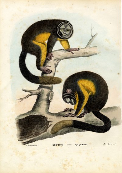 Owl Monkey, 1863-79 by Raimundo Petraroja